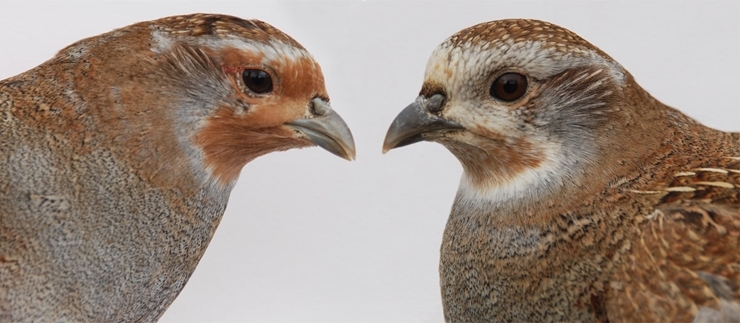 Adult female in winter plumage and juvenile female