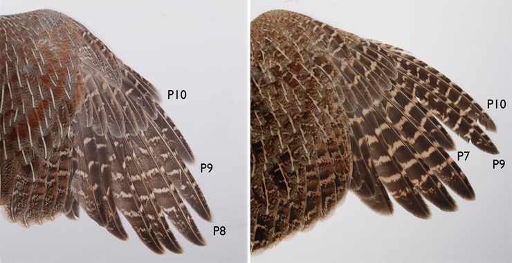 Adult and juvenile wing comparison