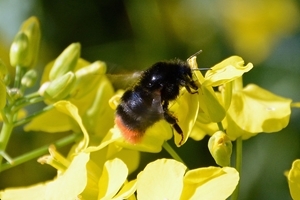 Bumblebee on oilseed rape