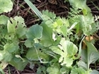 Uncovering cover crops