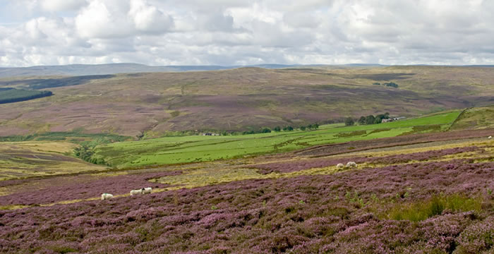 Grouse Shooting & Moorland Management