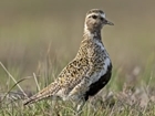 The Golden Plover Award 2017 is now open for applicants