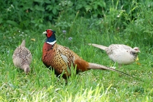 Cock and two hen pheasants