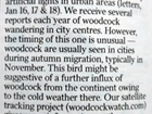 Woodcock watch: our letter in The Times