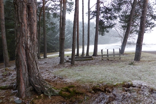 Auchnerran's woodland in the snow