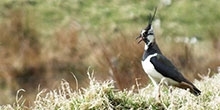 The effects of predator control on breeding moorland birds
