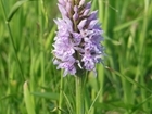 The orchids of Rotherfield Farms