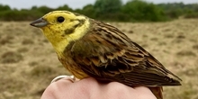 How do yellowhammers use areas planted for conservation on farmland?