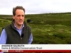 Video: GWCT feature in BBC curlew festival coverage
