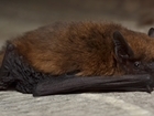 Learning about bats on farmland thanks to National Lottery funding