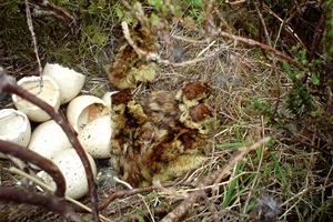 Black grouse chicks after hatching