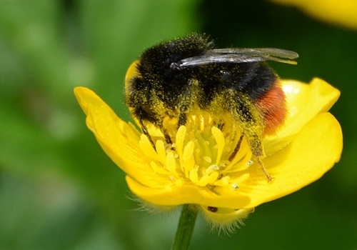 Red Tailed Bumble Bee On Buttercup