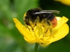 Why all the fuss about pollinators?