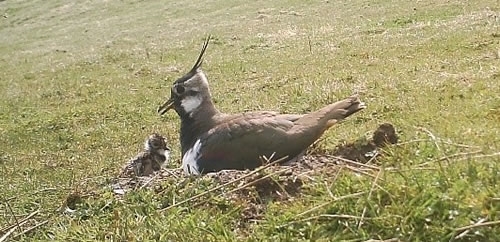 Camera Trap Image Of Lapwing On Nest With Chicks