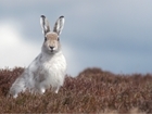 Mountain Hare Survey returns after 10-year absence