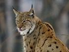Lynx welfare must be considered before reintroduction: our letter to The Times