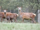 Shropshire venison evening to raise funds for wildlife conservation
