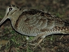 New research provides guidance on woodcock shooting in cold weather