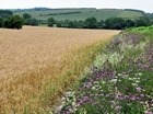 Defra’s ‘Path to Sustainable Farming’ promises a positive approach to conservation