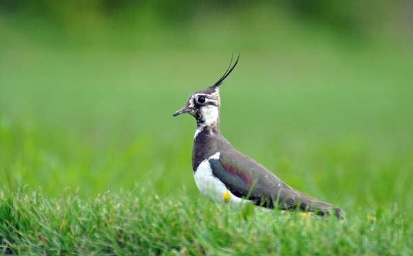 Lapwing In Grass 21