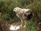 Why are the RSPB trying to veto the Hen Harrier plan?