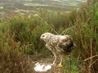 RSPB's 'bizzarre' suggestions on hen harrier success: Our letter published by The Times