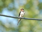Wildflowers could be key in reversing swallow declines