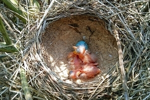 Chicks in the nest