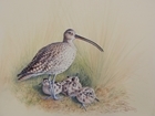 Stunning painting raises £625 for threatened curlew