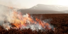 Heather burning on blanket bog: The long-term effects for vegetation