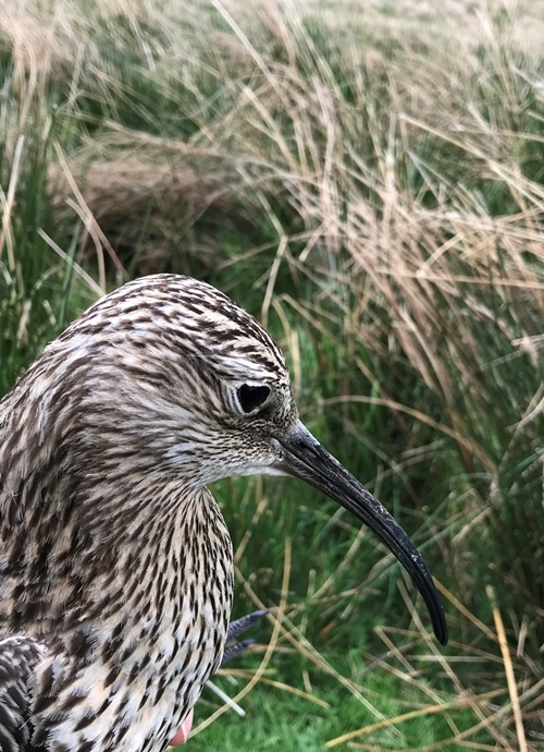 Curlew , May 2018v3