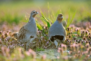 Partridge pair (Credit: Rollin Verlinde)