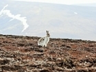 Science has vital part to play in proposed Scottish bill and consultation on mountain hare management