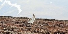 Distribution of mountain hare populations in Scotland across 20 years