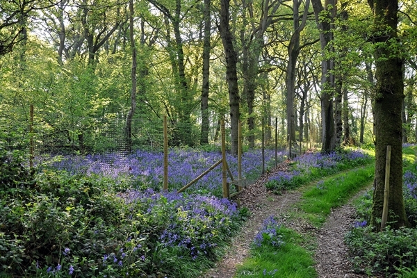 Release -pen -Bluebells