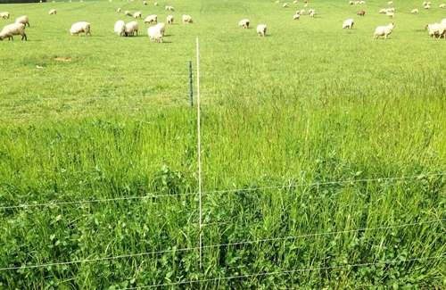 Grass Plots May 19