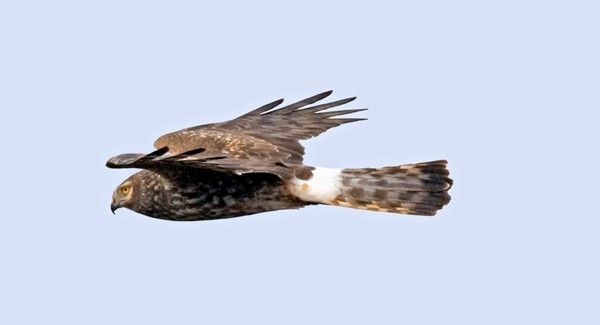 Hen -Harrier -wwwdavidmasonimagescom