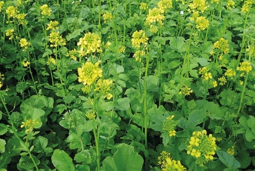 Mustard Mustard