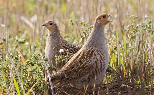 Partridge Pair
