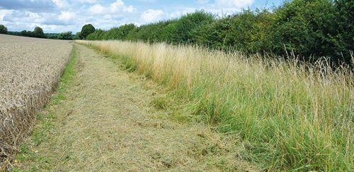 Grass Margin