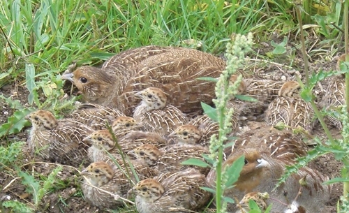 Brood