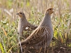 Focusing on Grey Partridges