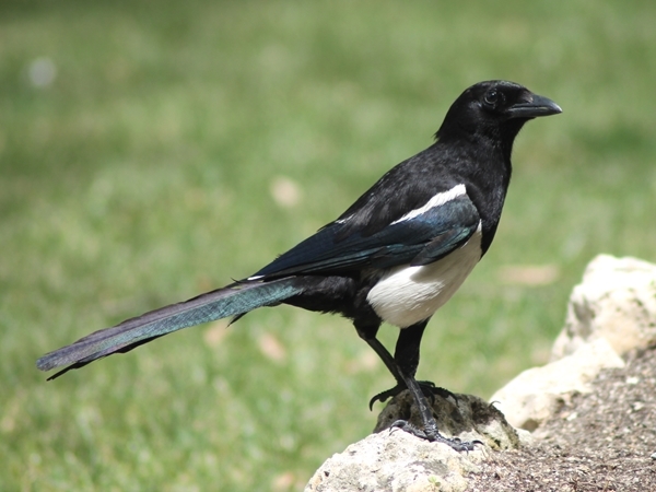 Magpie