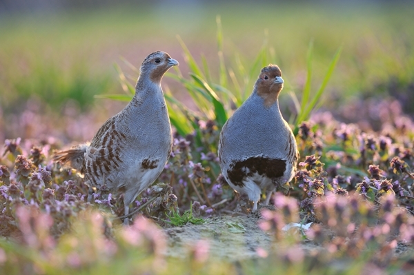 Grey Partridge Nw