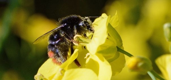 Bees Bees