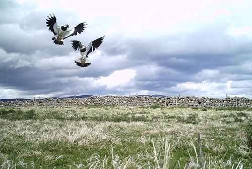 Auchnerran lapwing display May 2018