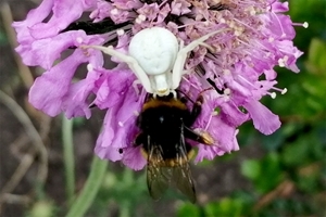 Crab spider