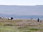 ‘Lekking’ about