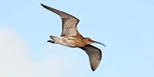 Grouse moor management can help support breeding waders