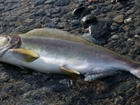 Scientists team up to study the spread and impacts of invasive pink salmon